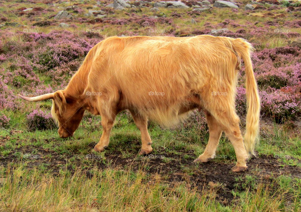 A Highland Cow grazing amongst heather's