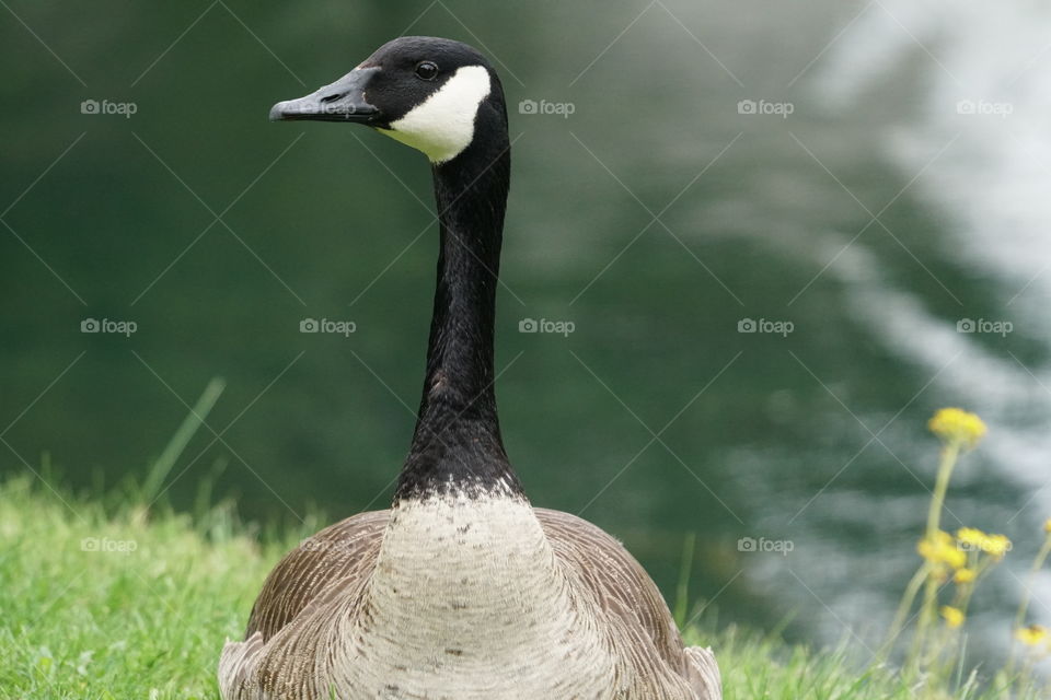 goose