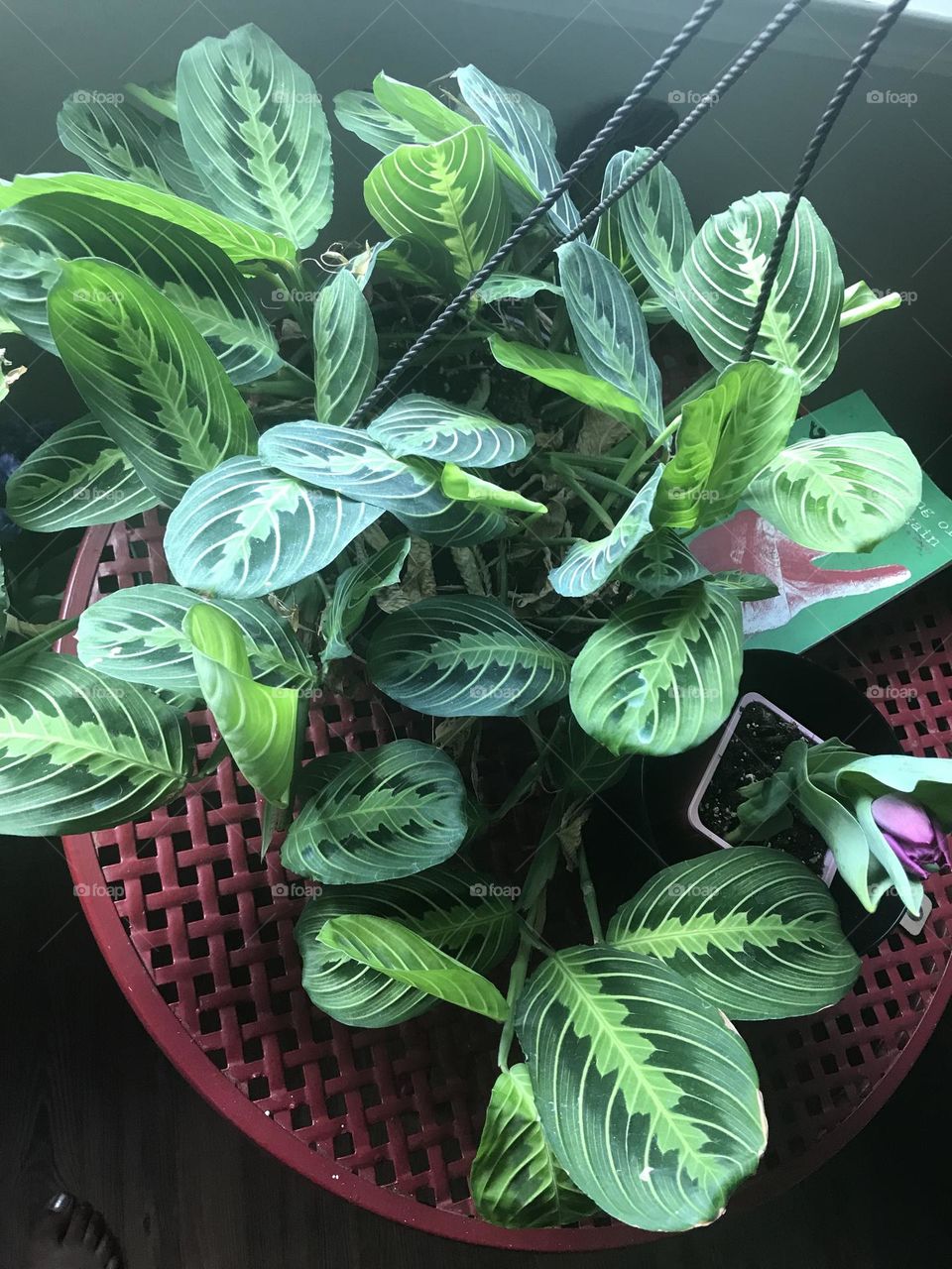 Prayer Plant 