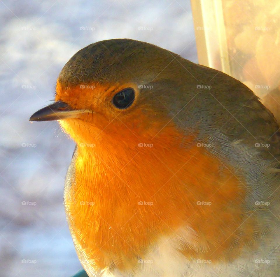 Red Robin portrait