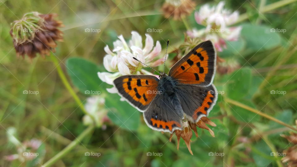 Orange black butterfly on clover flower