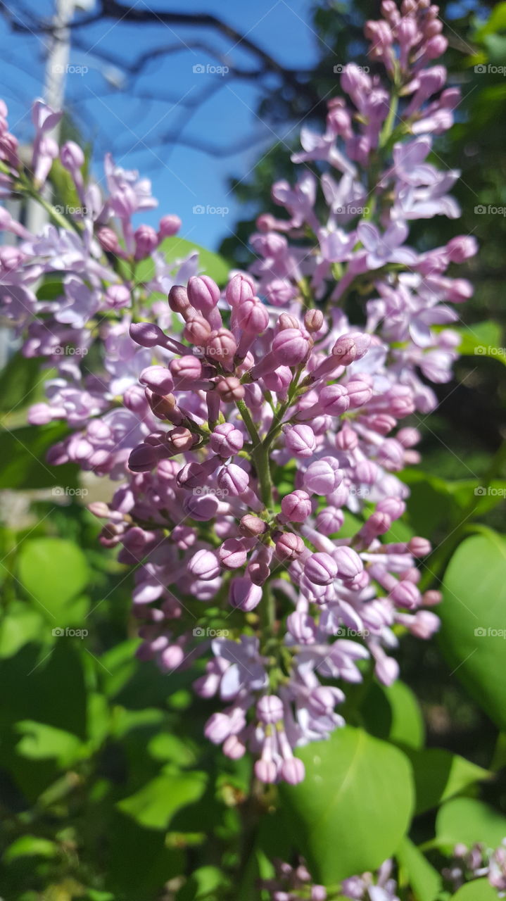 spring lilac