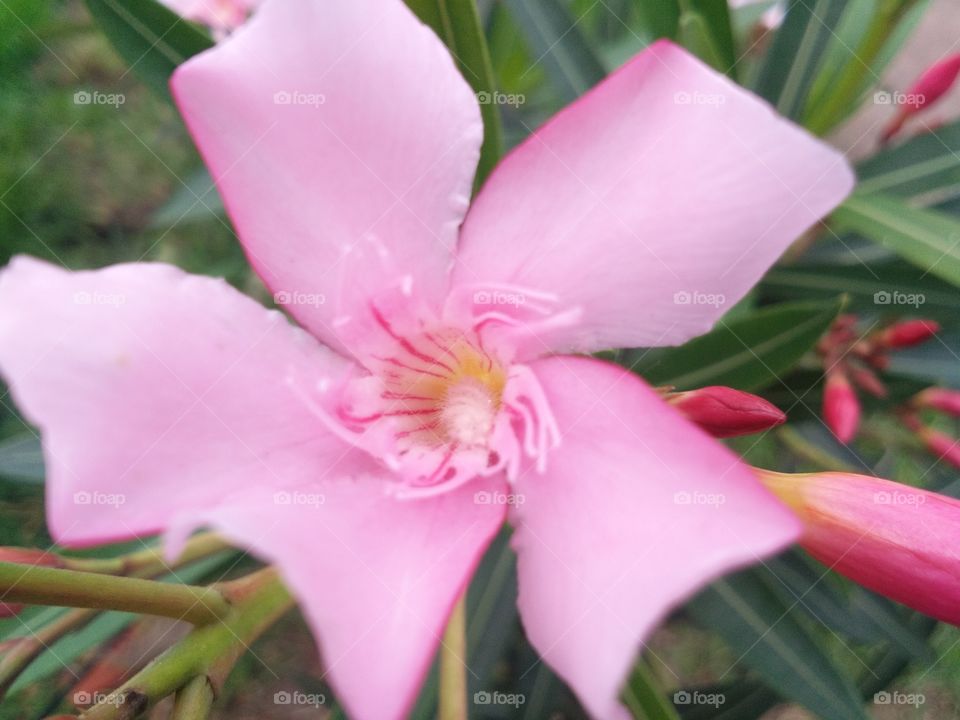 pink bloom flower