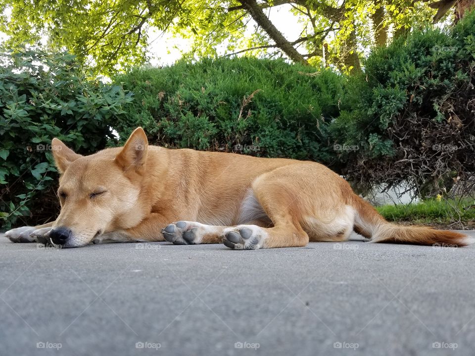 Bella Shiba Inu Sheltie mix