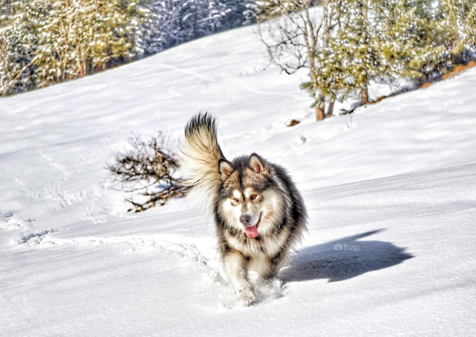 Malamute d'Alaska
