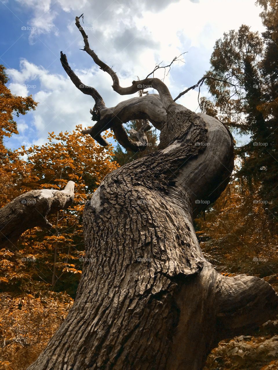 Old dramatic tree trunk seen from below