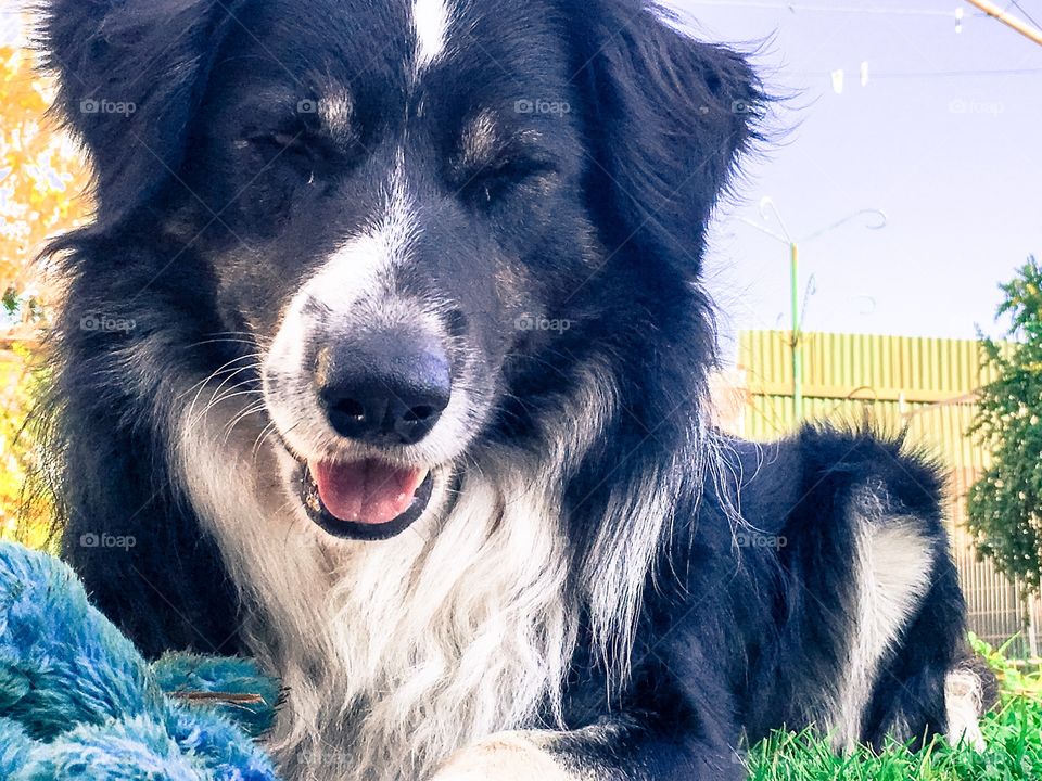 Border collie sheepdog smiling happy intelligent and worth a good sense of humour