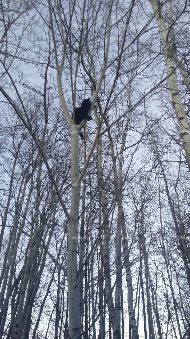 Scared Up The Tree