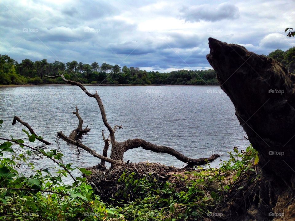 Submerged tree in a lake