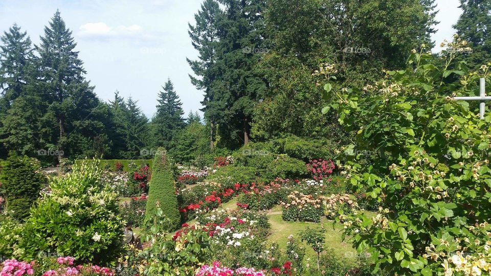 Rose Garden Portland Oregon
