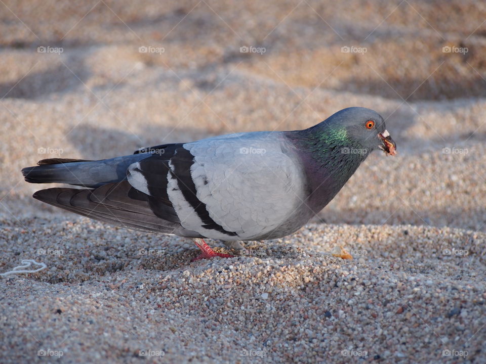 Pigeon standing on sand