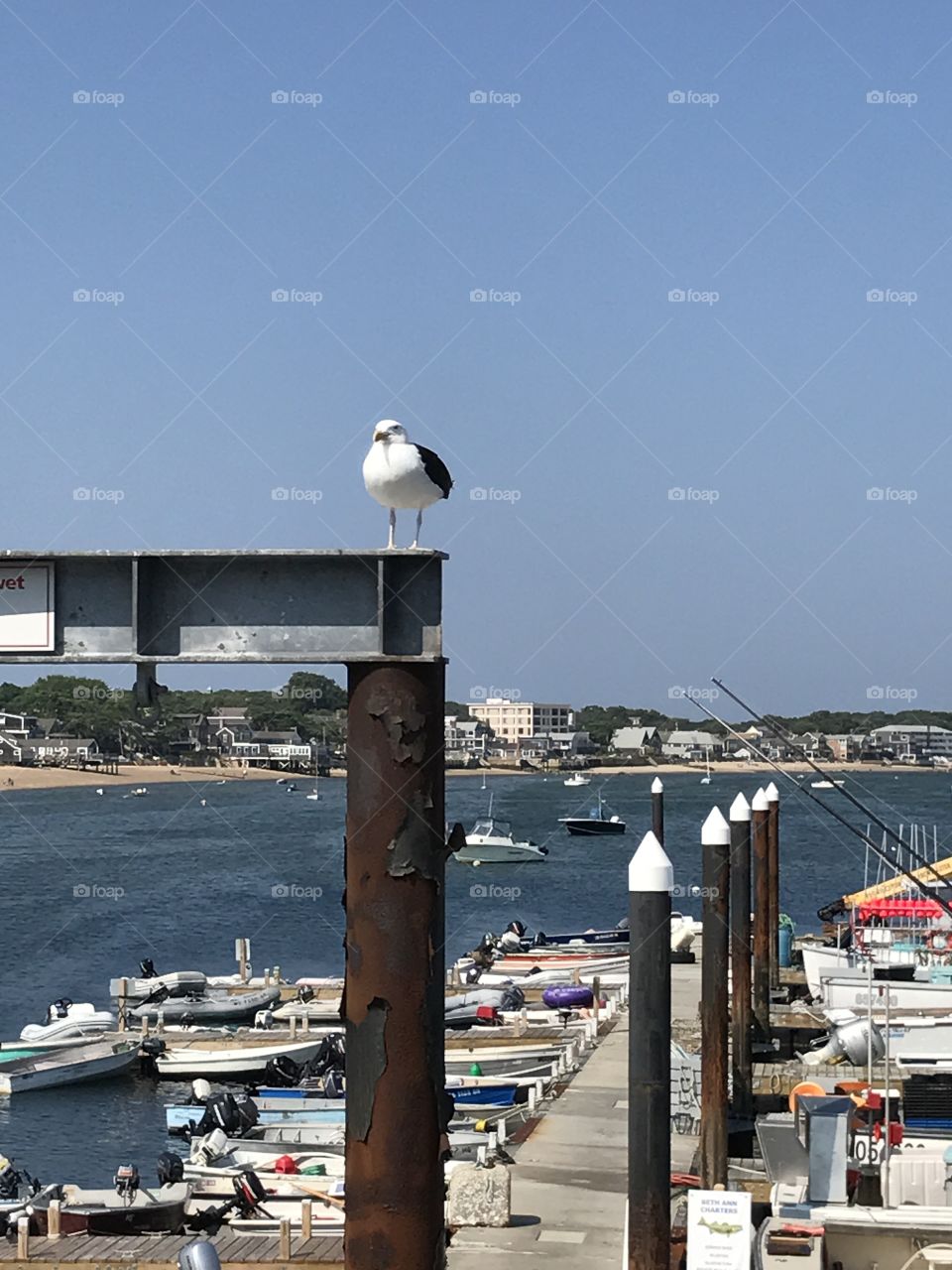 Provincetown Fat Seagull