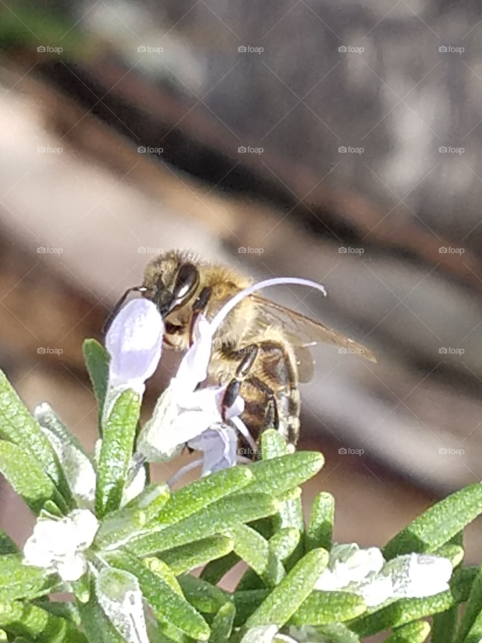 Macro closeup of bumble bee on a rosemary bush
