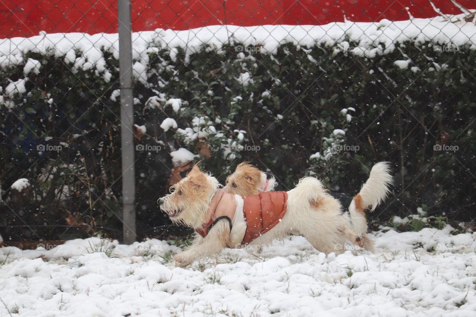 Dog runing at snow