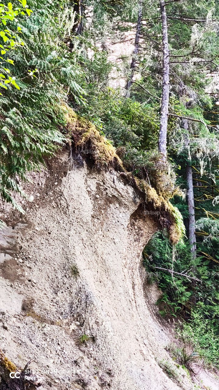 trees and forest series