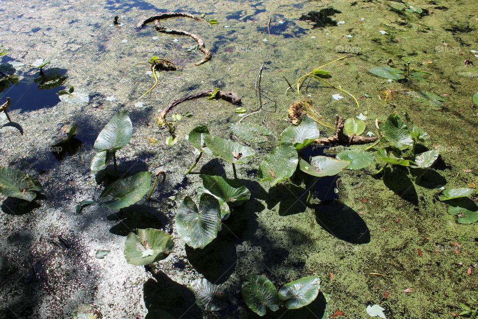 The leaves in the lake 