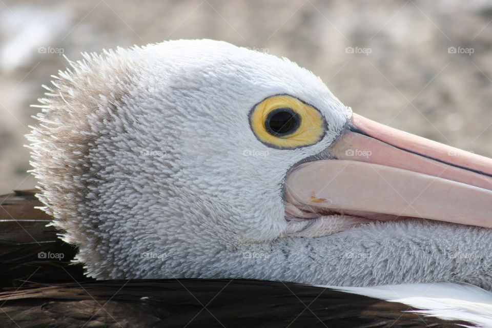 nature white black eye by kshapley