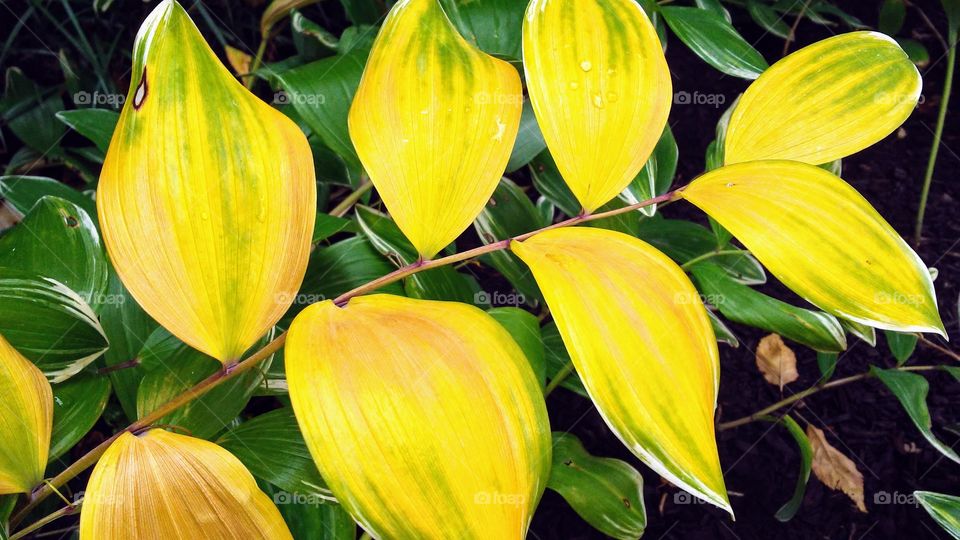 Leaf, No Person, Nature, Flora, Garden