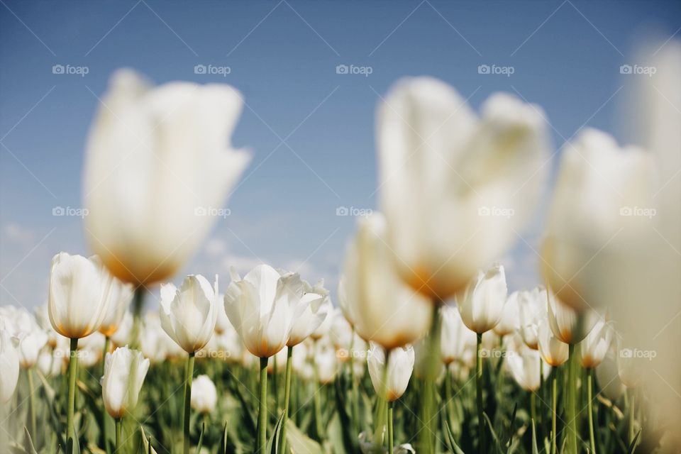 White tulips on a sunny day