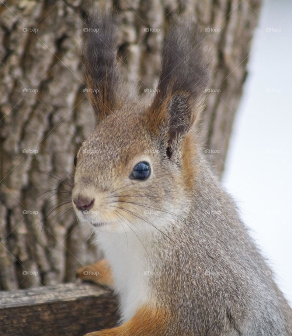 Squirrel
