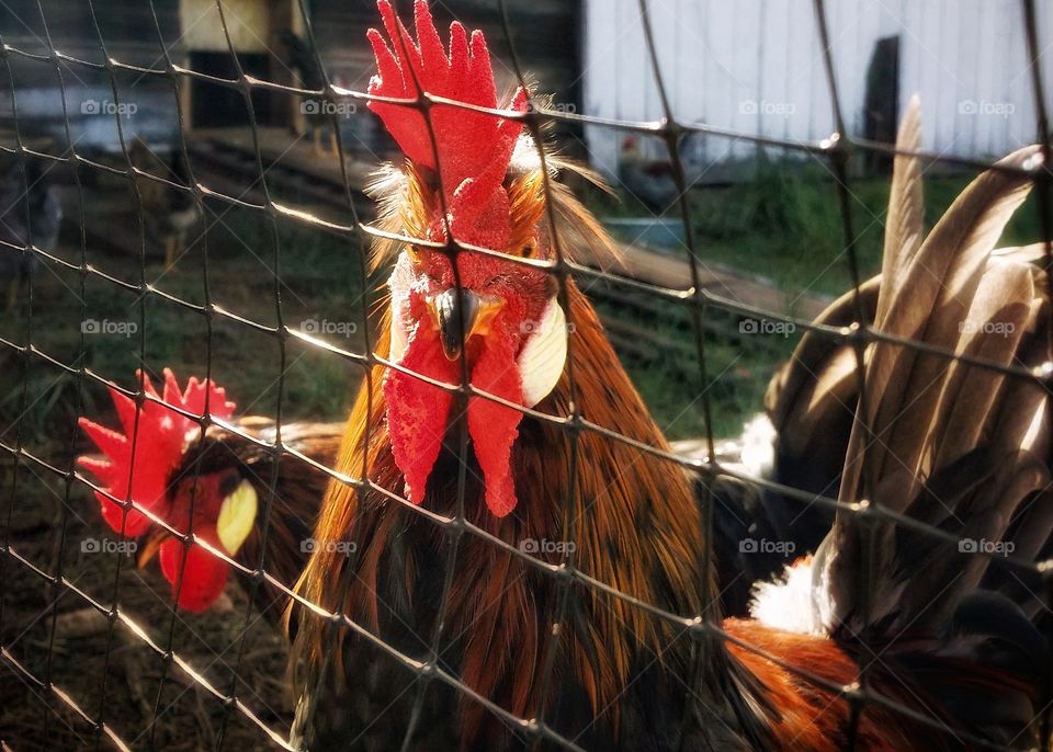 Two roosters behind square chicken wire fence on a farm