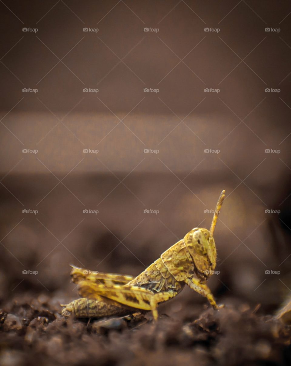 No Person, Nature, Leaf, Little, Wildlife