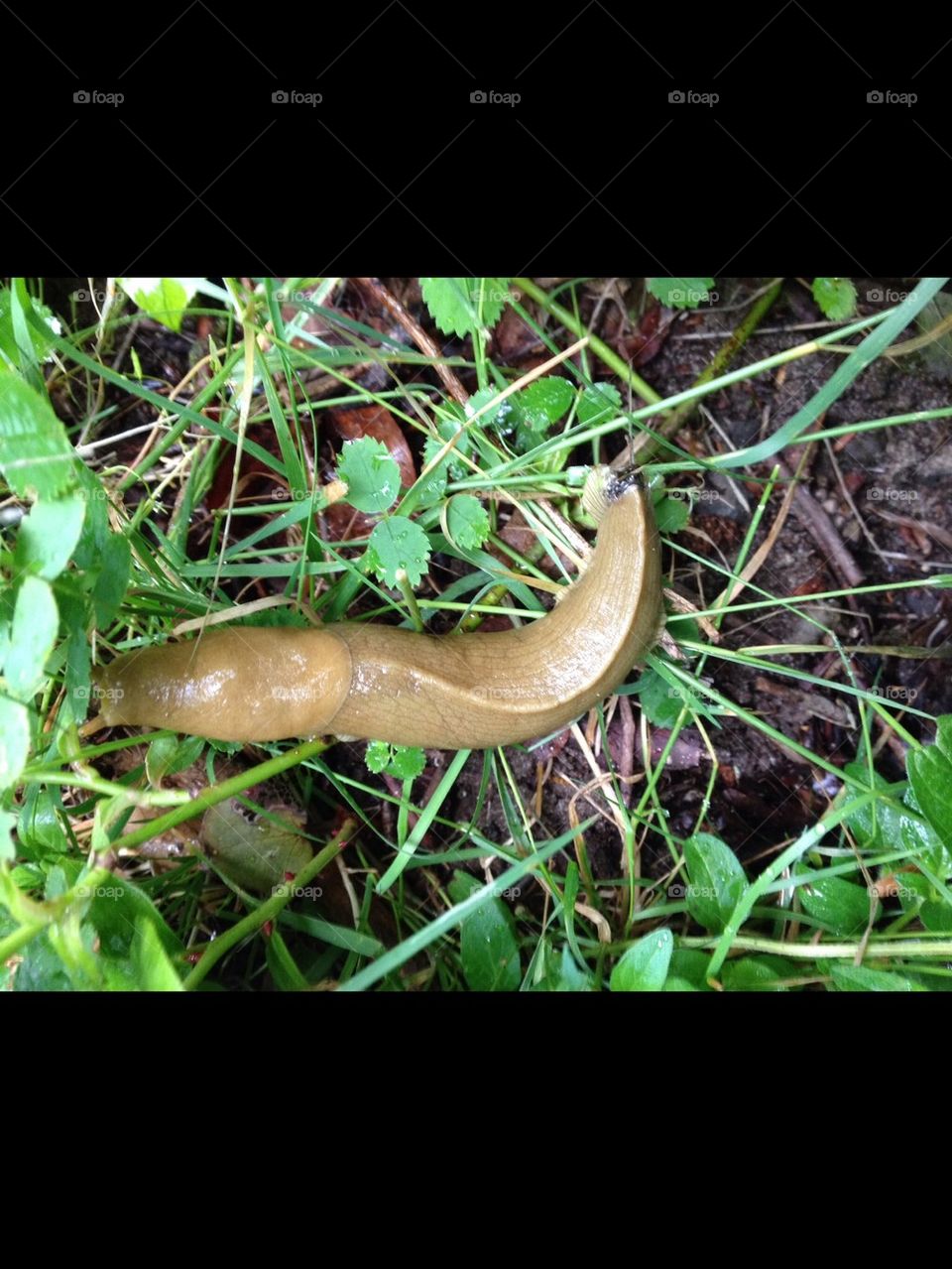 Banana slug