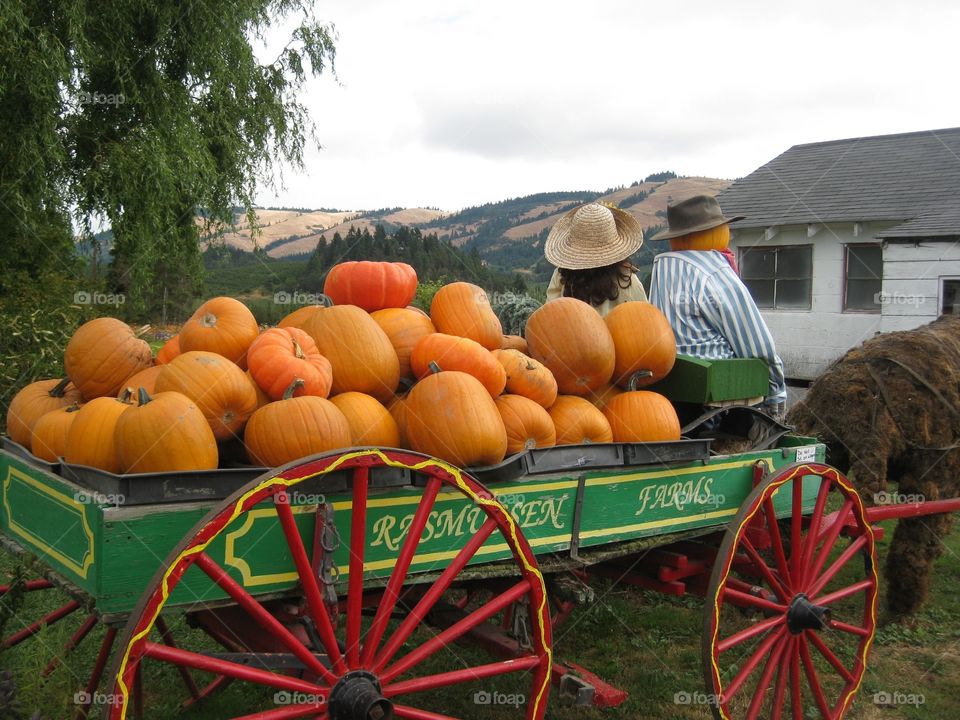 Pumpkins!