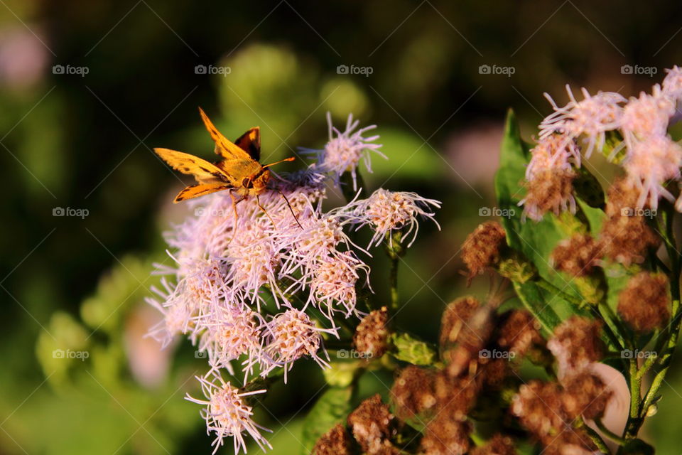 bee pollinating