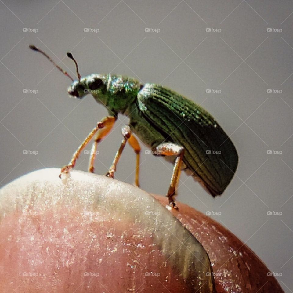 Green Bug