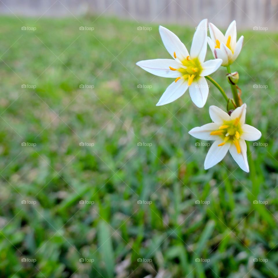 Springtime wildflowers . New growth in spring