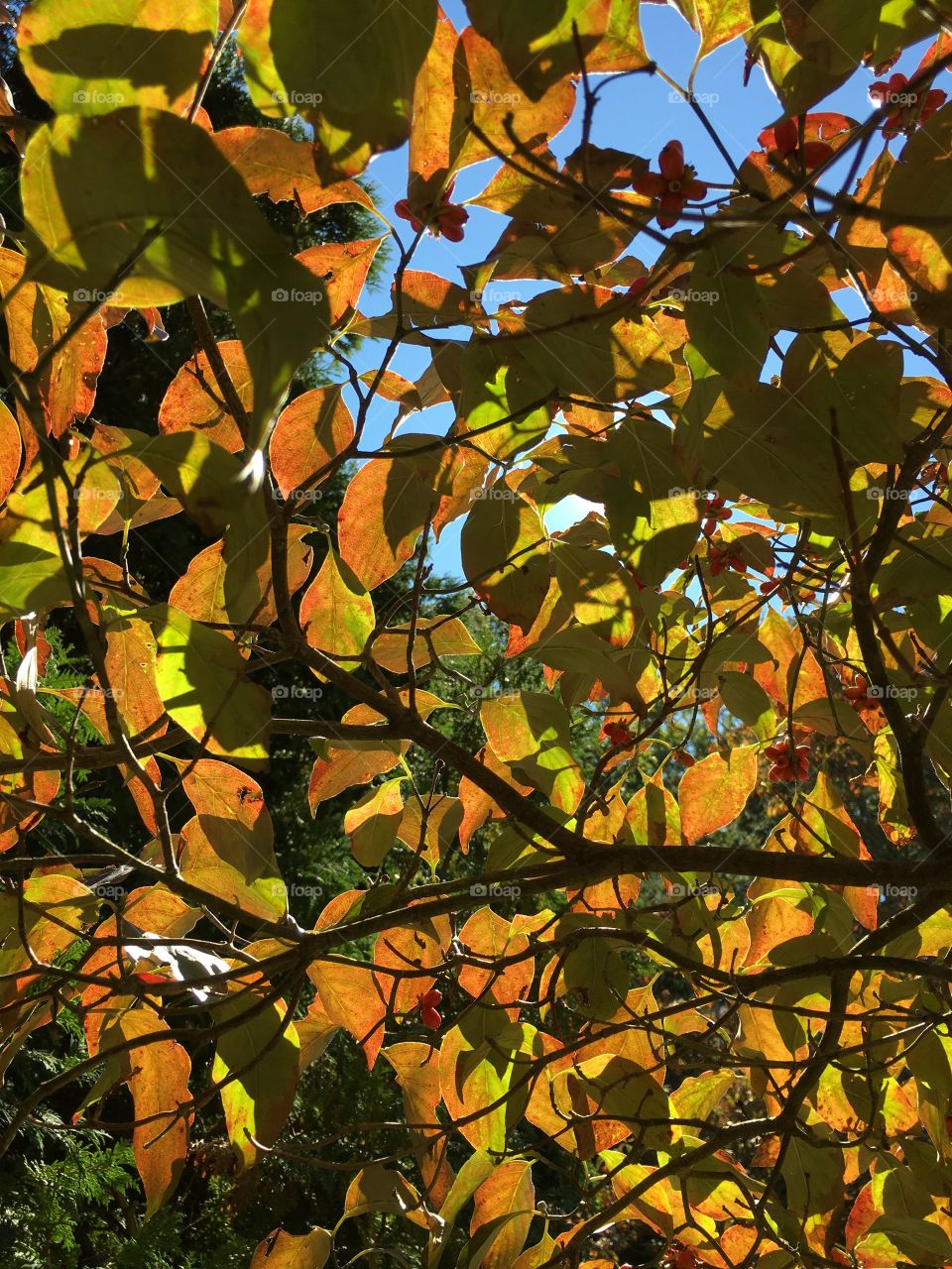 Dogwood leaves in October