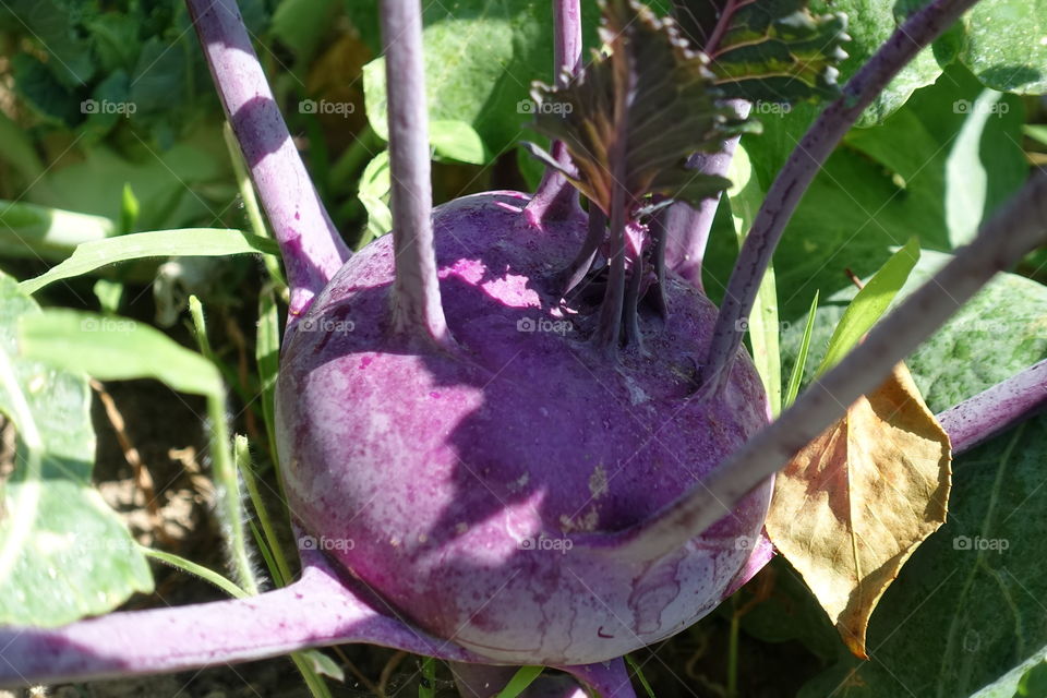 Organic purple kohlrabi 