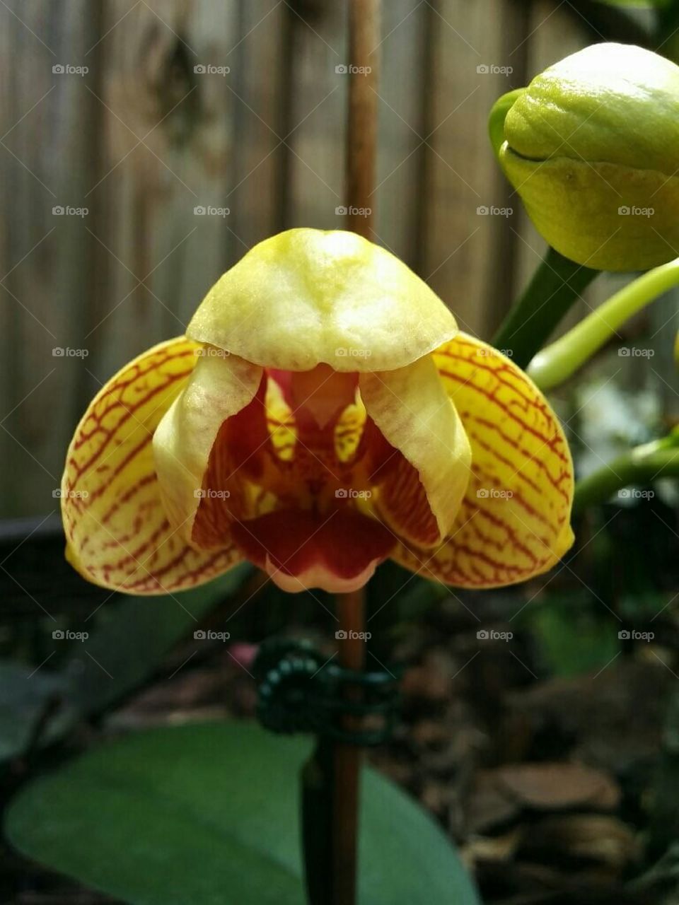 Orchid bloom