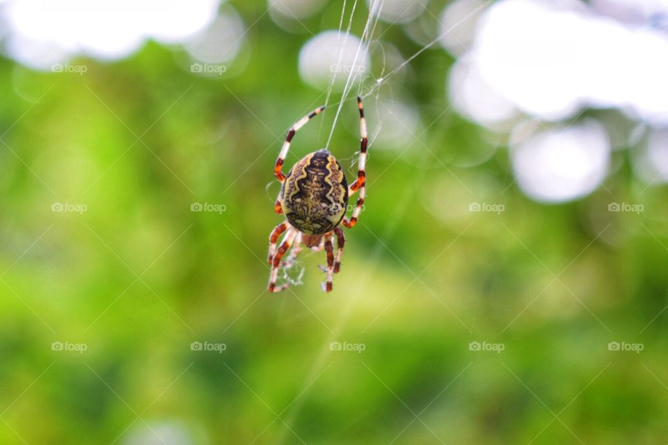 spider