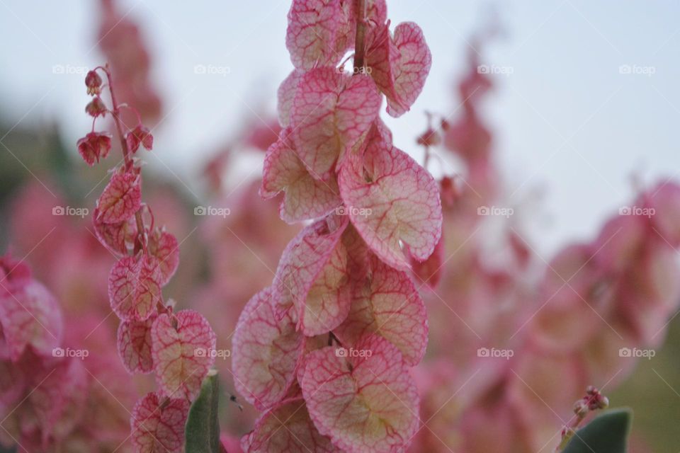 Rumex vesicariu