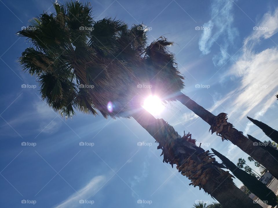 light through the palm trees