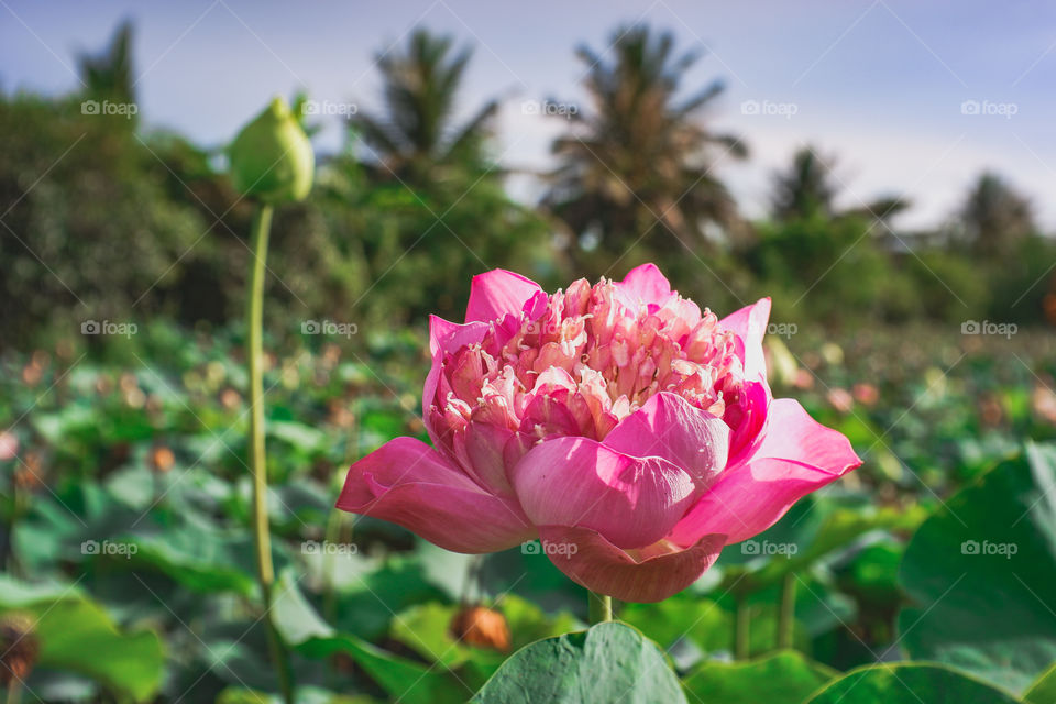 Pinky Lotus in Samutprakan Thailand