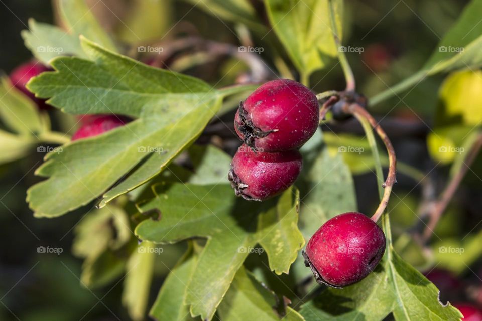 Hawthorn berries.