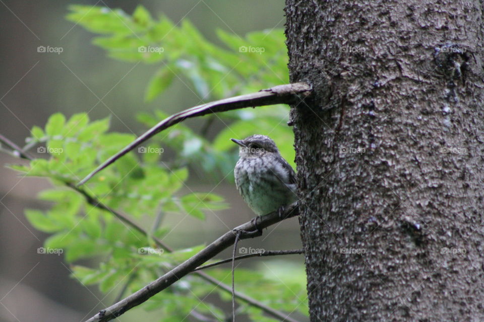 Bird on a tree branch in the forest