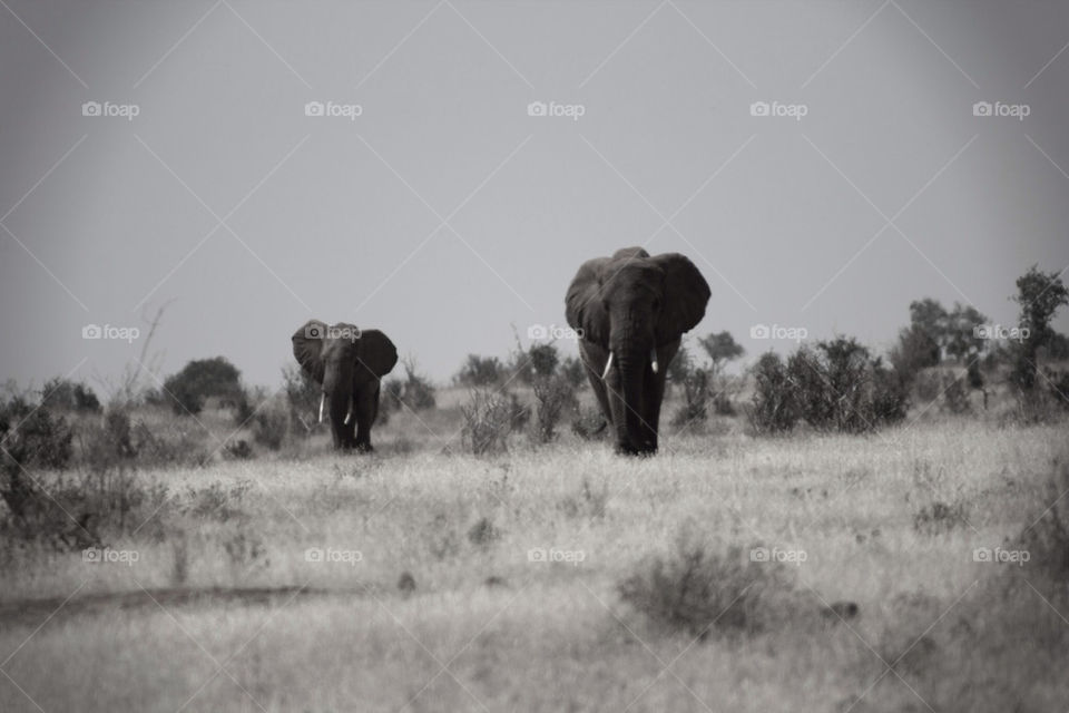mammals africa kenya elephants by mattbphotos