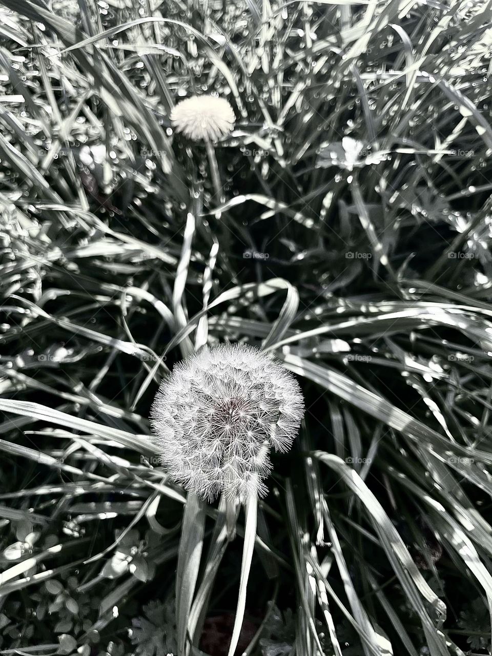 Dandelion 