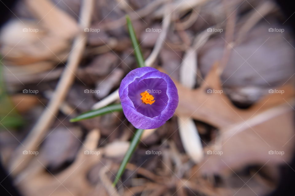 Crocus Opening