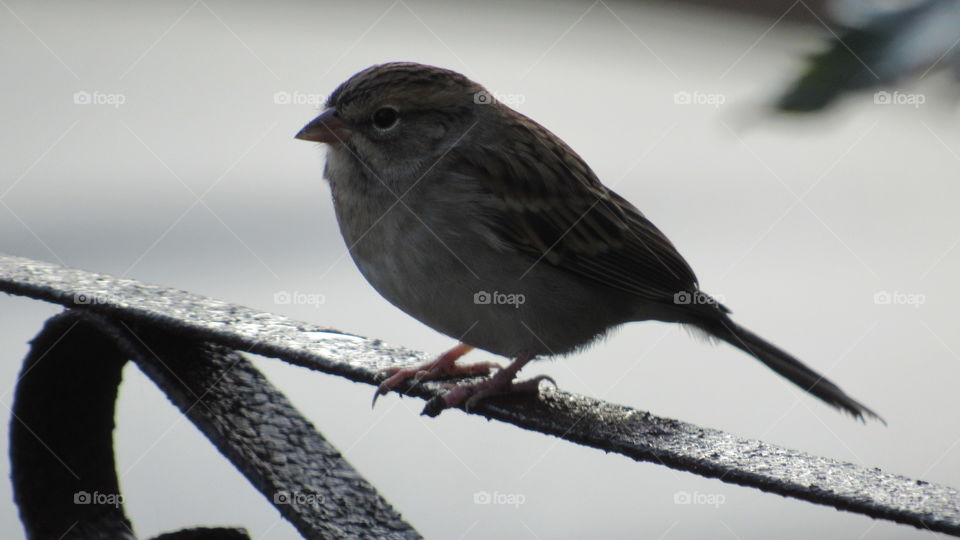 Bird, Wildlife, No Person, Sparrow, One