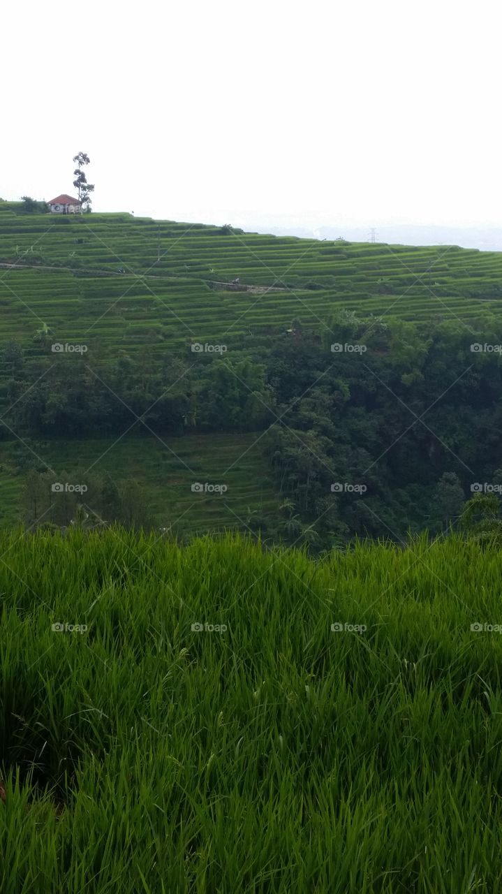 green fresh clear at valley