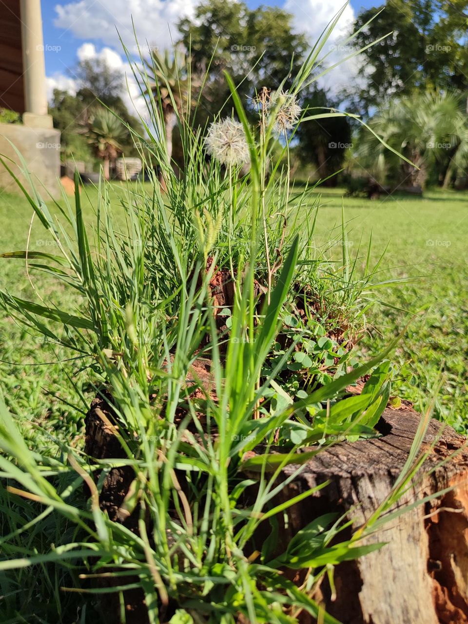 Dandelion plant, growing in a stump