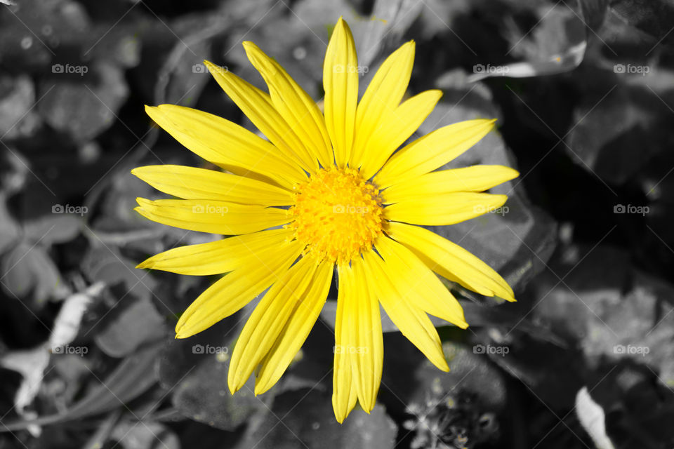 Yellow daisy