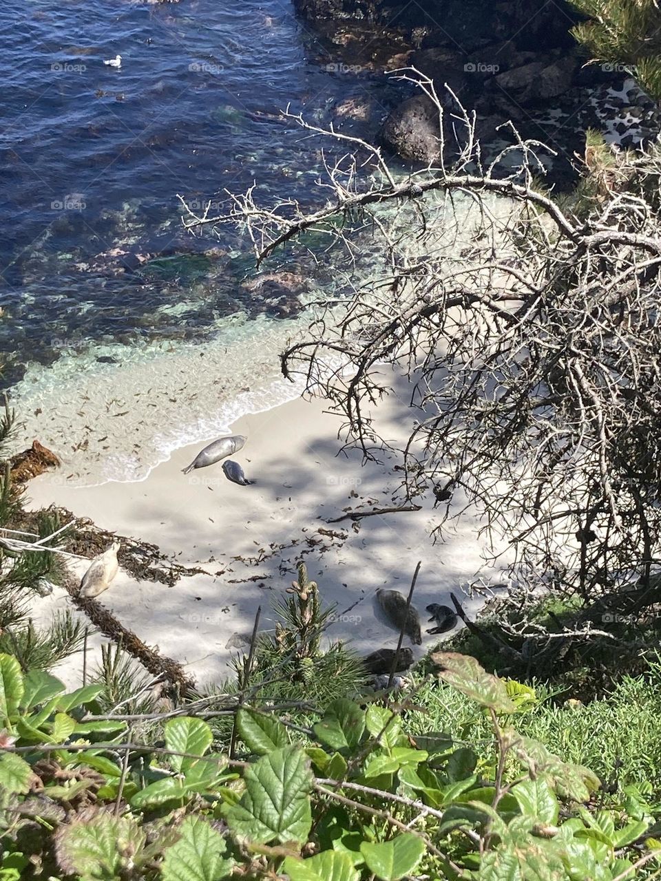 Find the seals sunbathing in Big Sur!