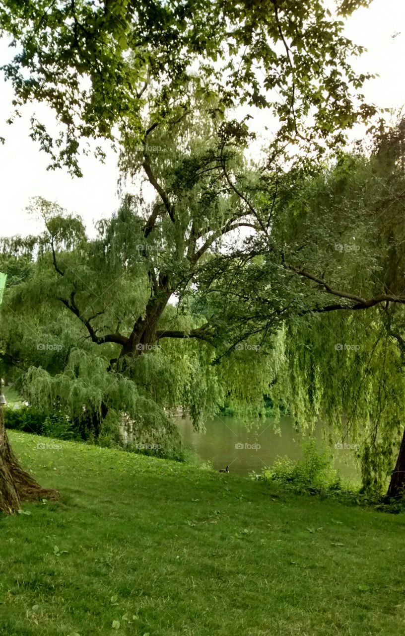 Central Park NYC