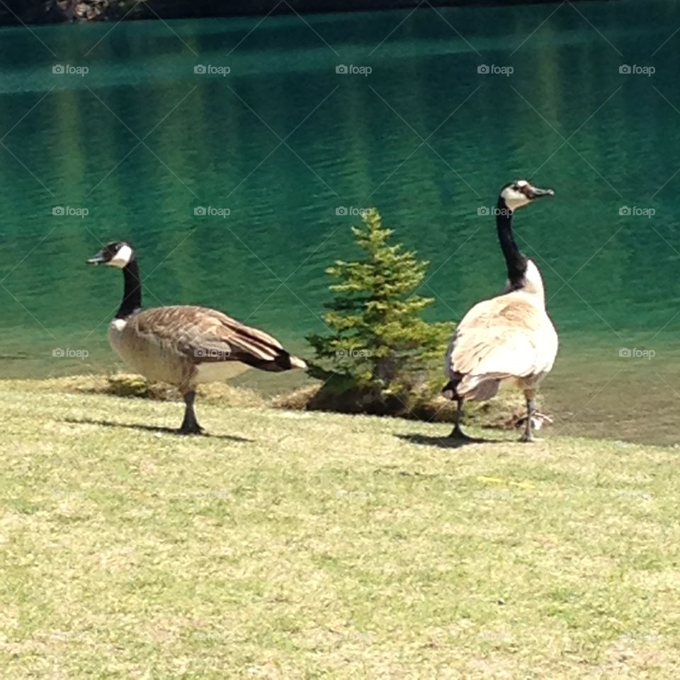 Canadian geese at Two Jack Lake